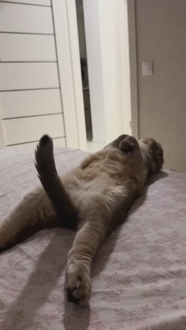 смешно спящие кошки