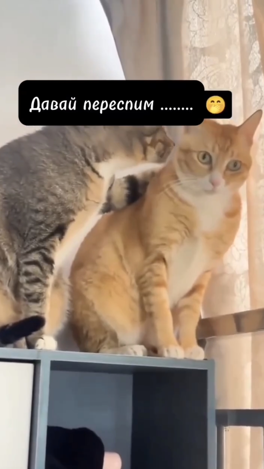 #shorts #comedy #cat