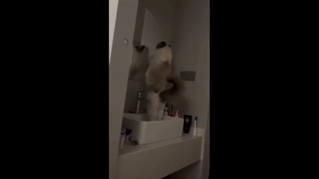 Самые смешные приколы с котами С ОЗВУЧКОЙ