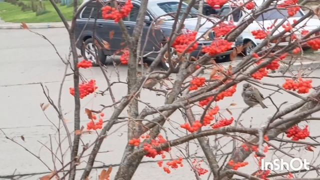 купила новую орхидею, прогулка по красноярску! самолет на автостоянке 🙂👍