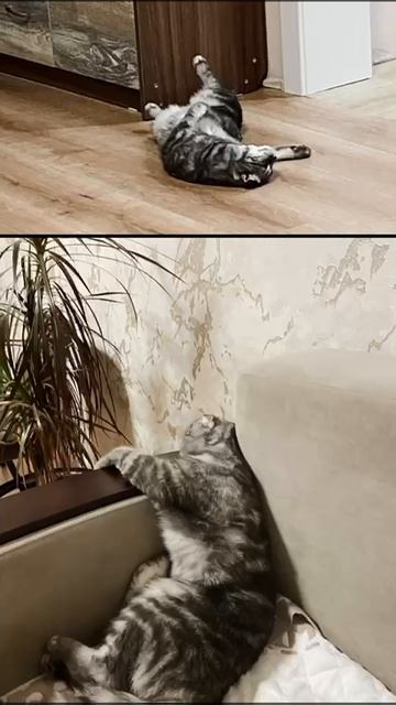 Наши любимцы-сквозь годы🐶🐱