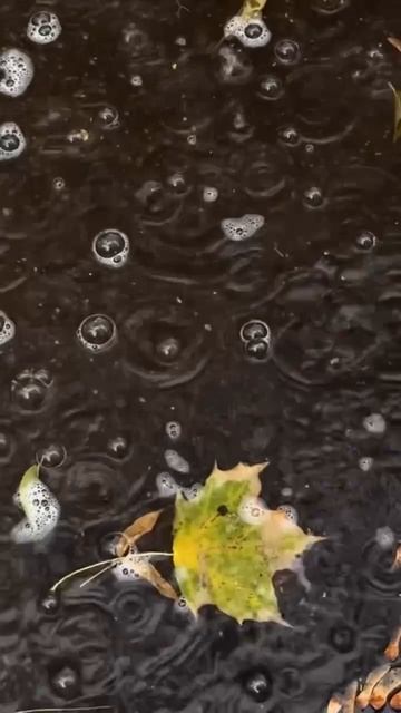 По настоящему осенний Донецк 😍