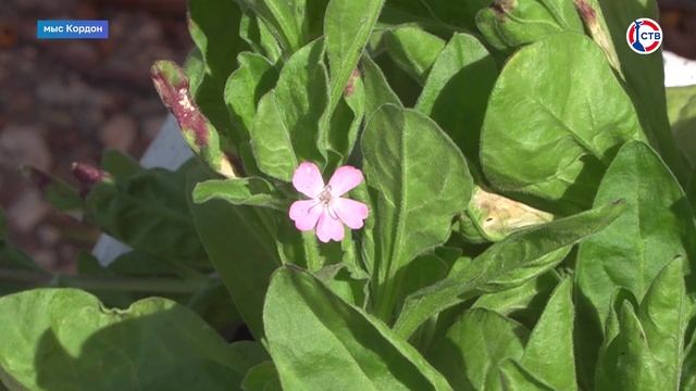 Озеленители ГБУ «Парки и скверы» высадили силену на Северной стороне