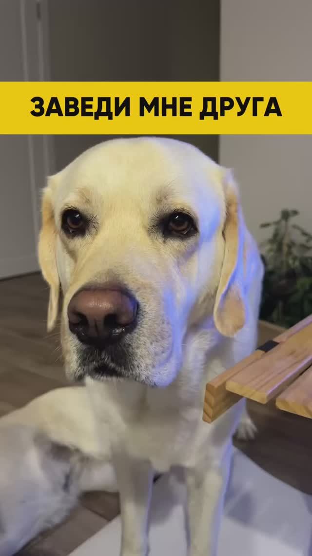 Завели на свою голову 😆