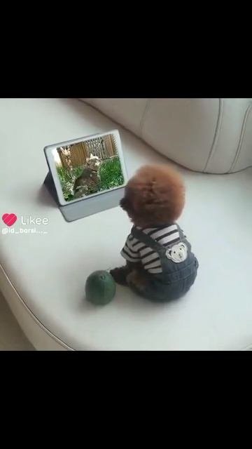 Like_7556895530041150086.mp4