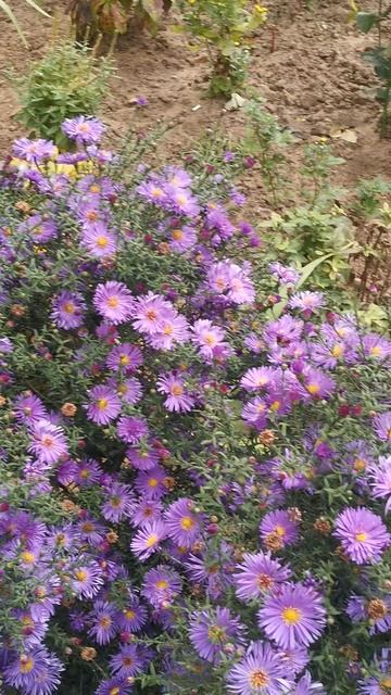 #осень#хризантемы#большие перемены