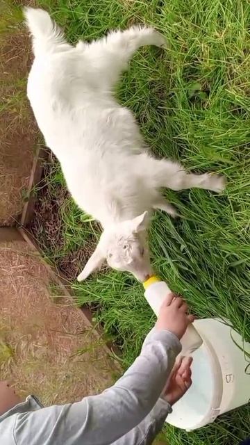 Корми нашего козлика Федю!