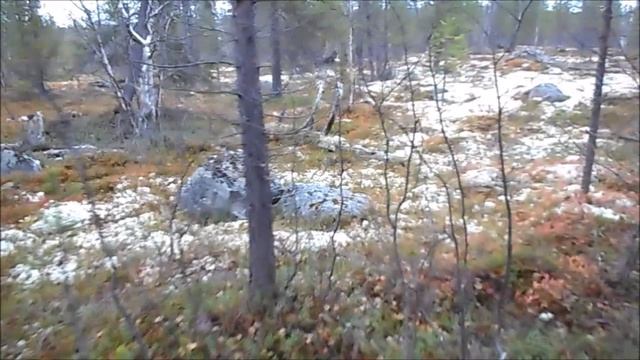 Чумовые рассказы. По ягельному лесу. Просто иду и говорю.