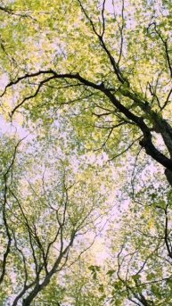 "Уже светлеет..."#стихи #поэтесса #поэзия #танямитчелл #стихиожизни #fyp