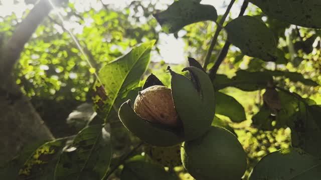 УТРО РАННЕЕ. СОБИРАЮ ОРЕХИ. ПЕКУ ПИРОГ, ДЕЛЮСЬ РЕЦЕПТОМ.