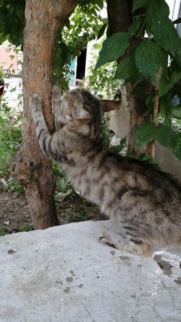 Котёнок точить ногти, милый котёнок