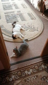 Лучшая игрушка - это Симин хвостик