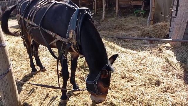 Зайчик чистка ушей