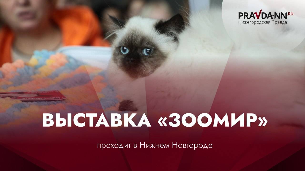 Выставка 