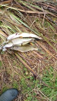 Кожаны,как-то так.