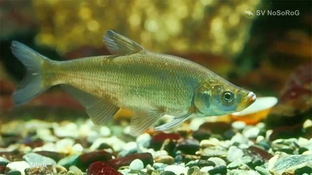 Какие водоёмы и глубины предпочитает Верхогляд (Predatory Carp) — Chanodichthys Erythropterus ?