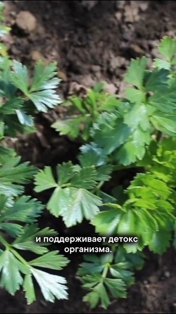 Эти продукты очистят ваши почки!