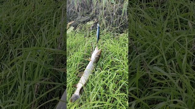 Клёвое место 👍 (5)