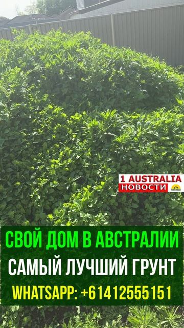 СВОЙ ДОМ В АВСТРАЛИИ САМЫЙ ЛУЧШИЙ ГРУНТ. 1Australiashort1547
