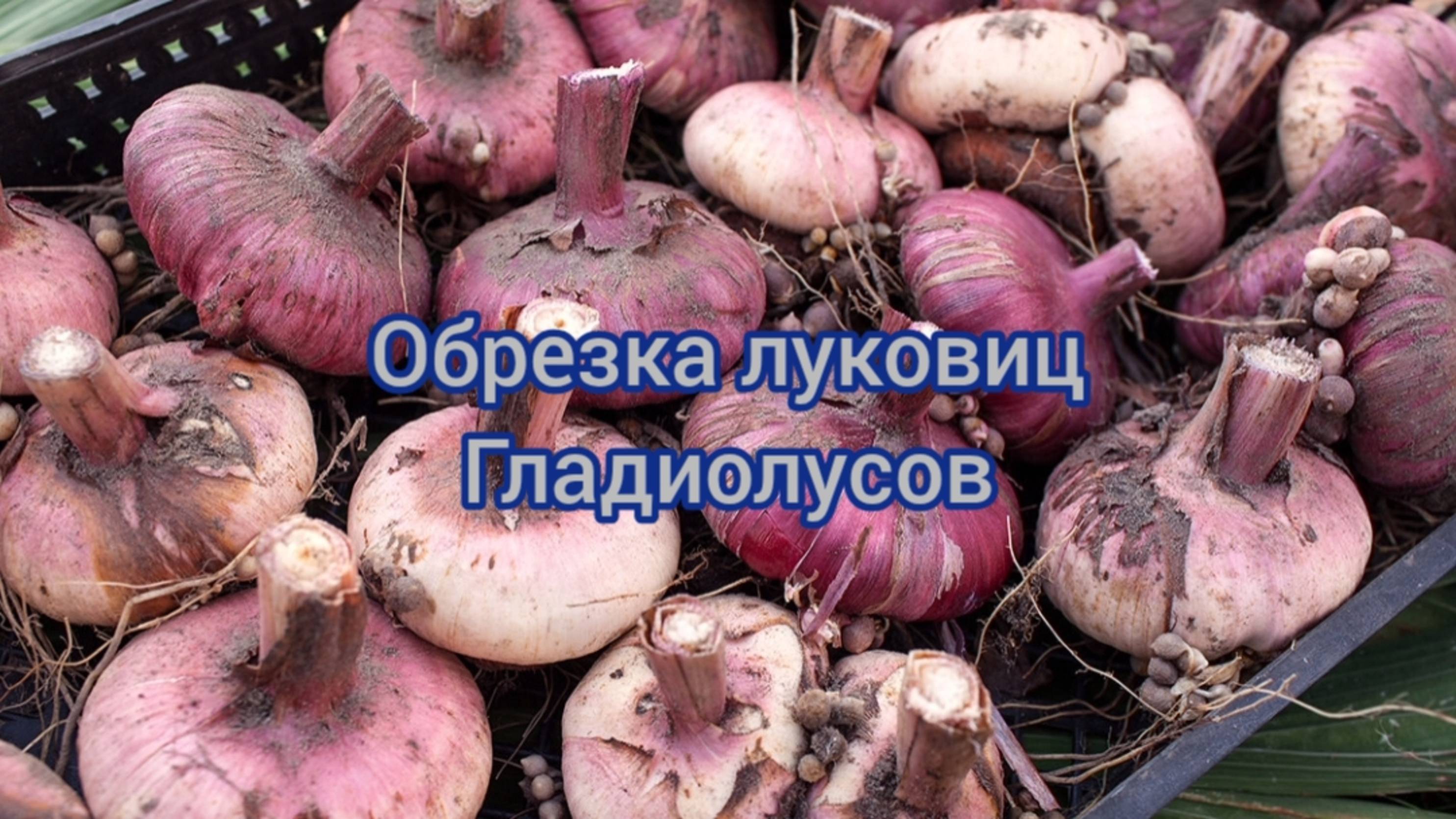 ОБРЕЗКА ЛУКОВИЦ ГЛАДИОЛУСОВ НА ЗИМНЕЕ ХРАНЕНИЕ.