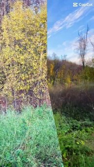 Осень через редактор ИИ 06-10-2025