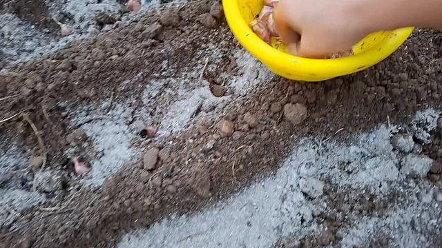 посадила озимый чеснок