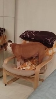 Сабонис (привет из дома)