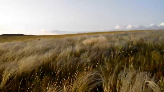 Ковыль на ветру в степях.