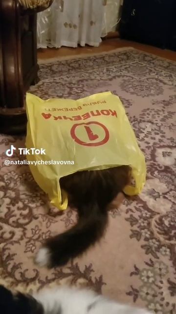 Наедине с котом...)))