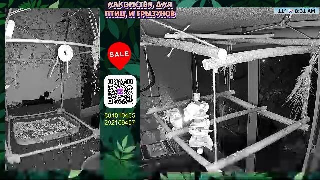Волнистые попугаи 🦜🦜🦜 | авиарий на балконе📍