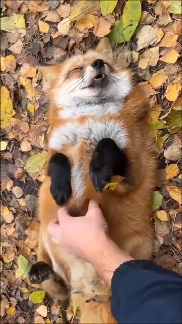 Балдежница👍🤗