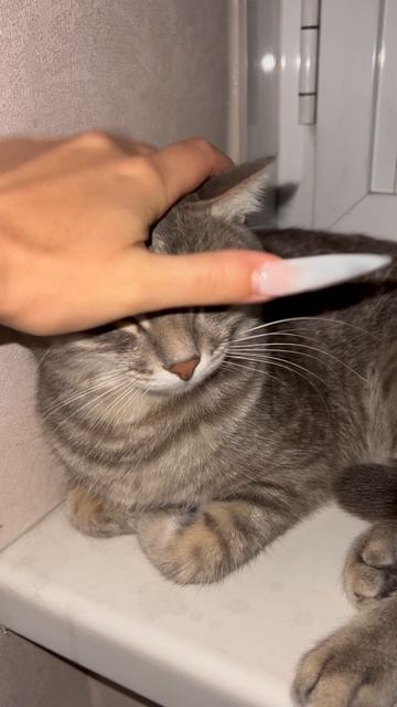 Милый котик 🐱