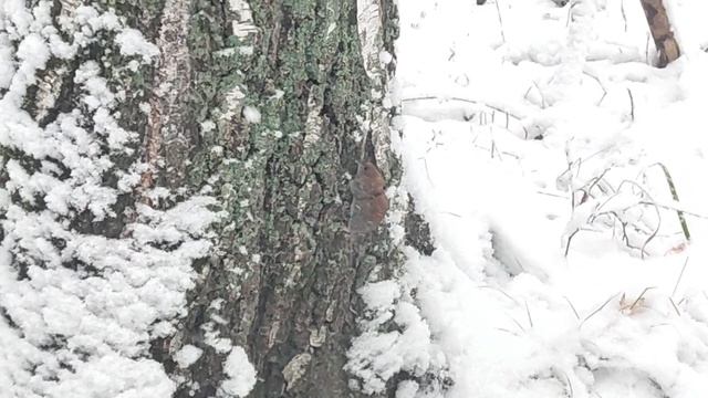 В заснеженном лесу🌳 встретил мышку 🐀. Сибирские мыши лазят по деревьям и едят лишайник 🌾