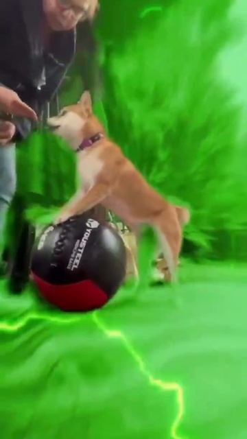 Учим трюки🐕