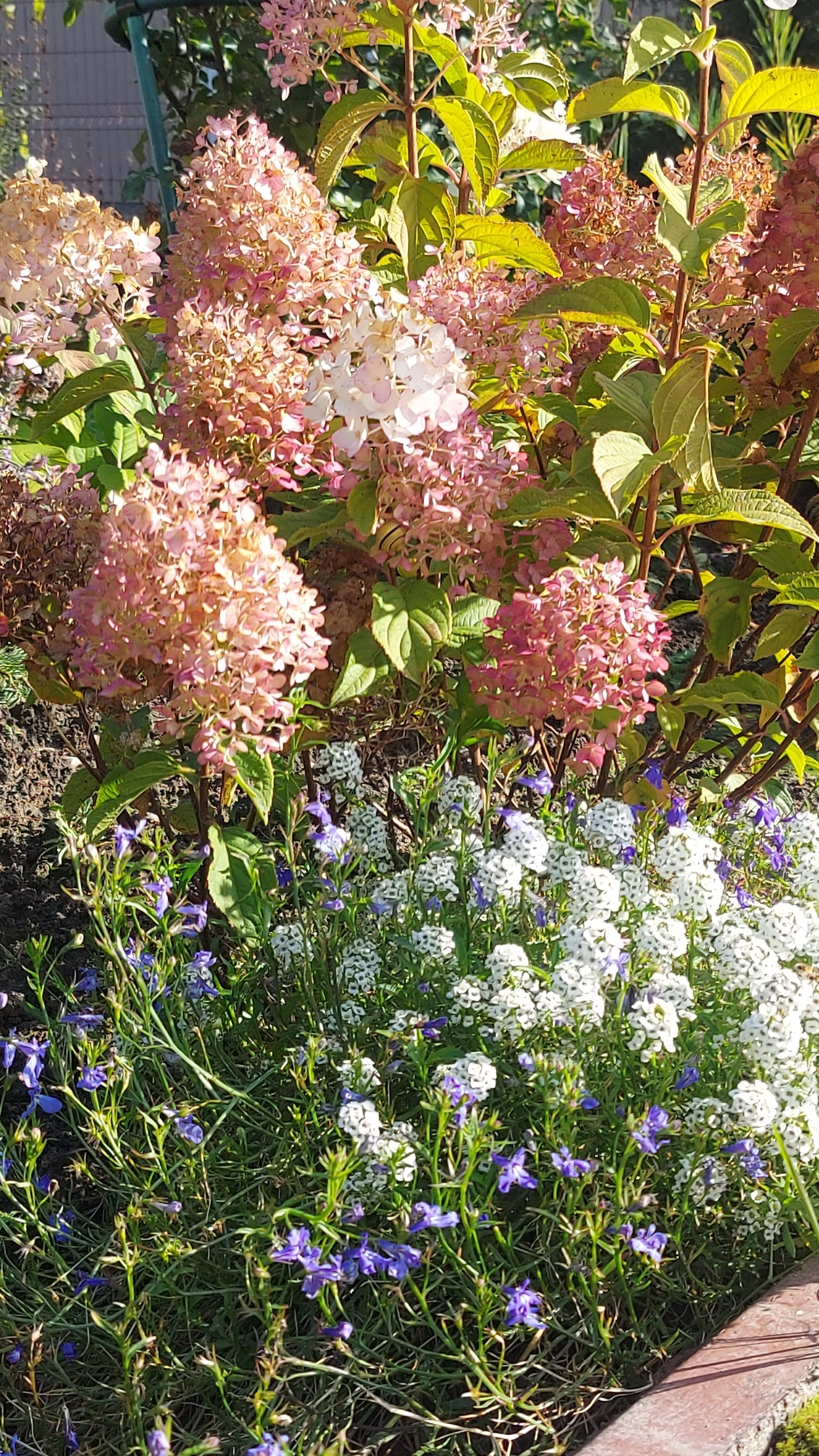 Цветение и краски октября🌺🌸🍁#осенняядача