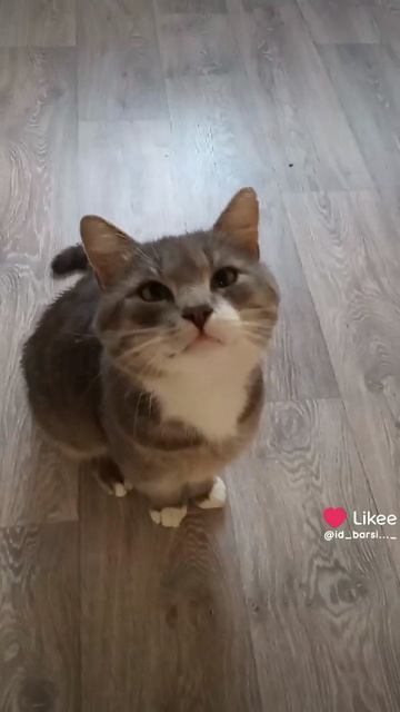 Like_7558412168892713606.mp4