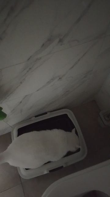 Кот встречает