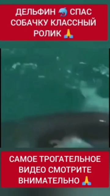 САМОЁ ТРОГАТЕЛЬНОЕ ВИДЕО 🔝 ДЕЛЬФИН 🐬 СПАСАЕТ СОБАКУ 🤗