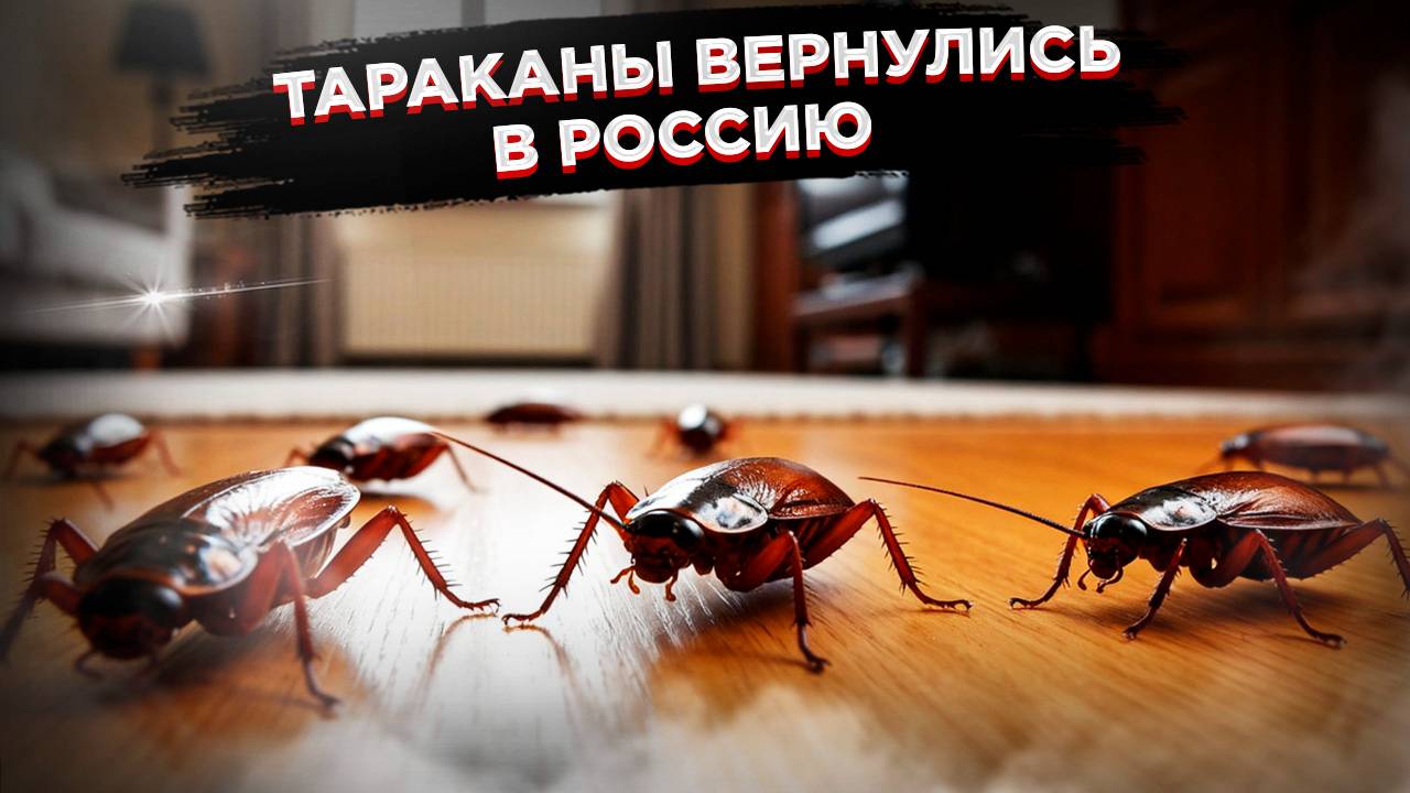 Тараканы вернулись в Россию  штурмуют квартиры и дома
