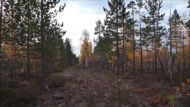 Чумовые рассказы. По известной, но неузнаваемой лесной дороге.