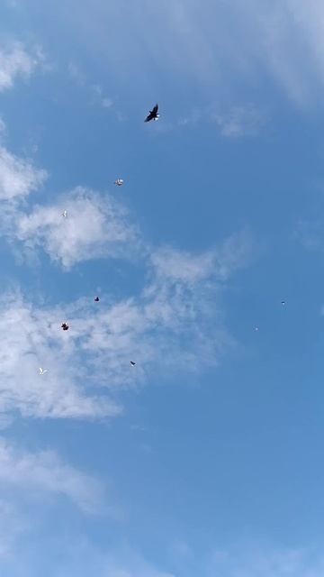 Оренбуруг Татарский Каргала голуби дядя Рашита