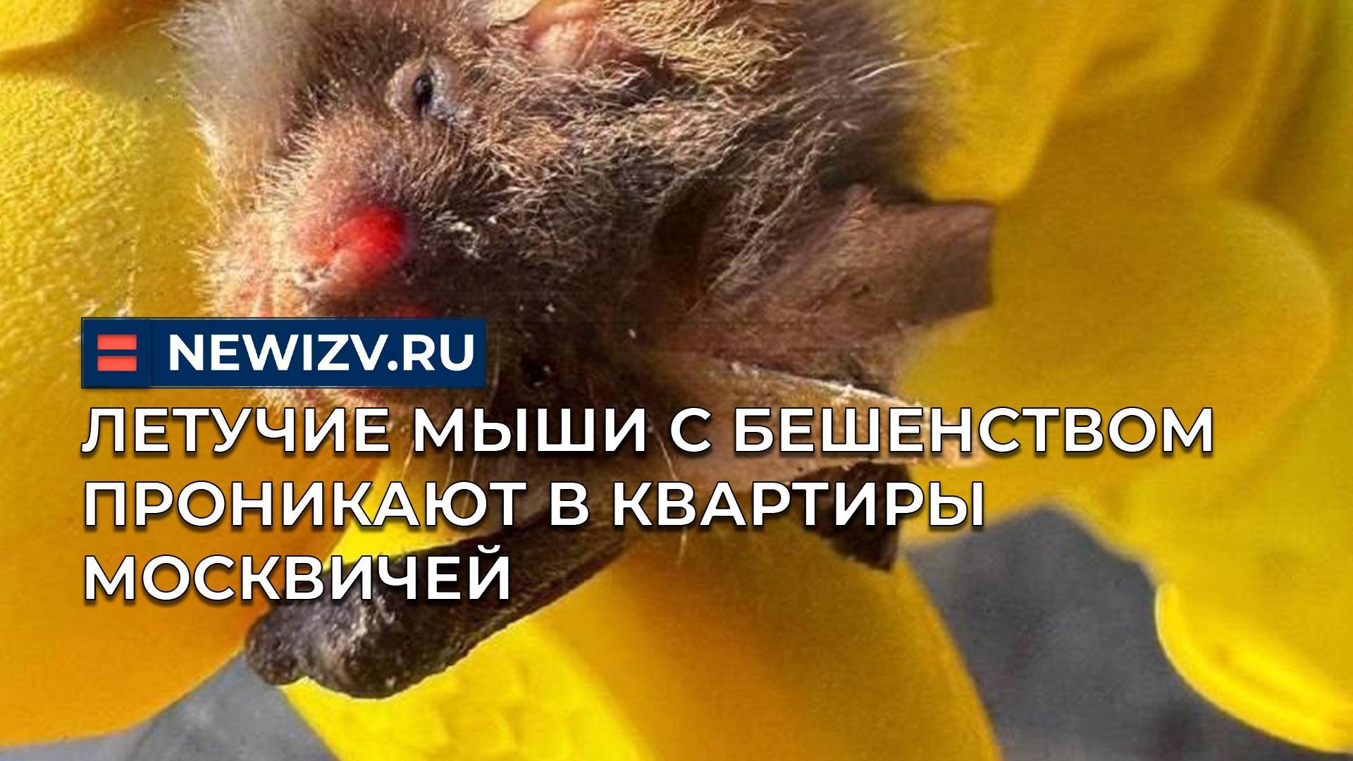 Летучие мыши с бешенством проникают в квартиры москвичей