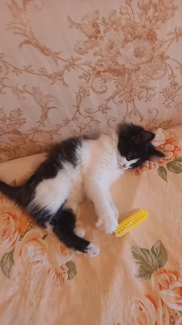Кошки играют дома
