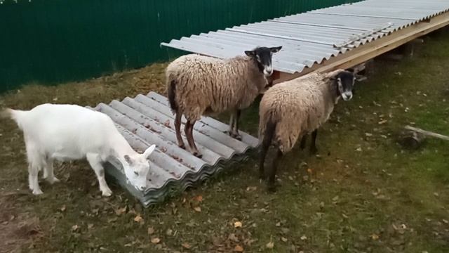 Дом у озера. Животные. 07.10.2025.