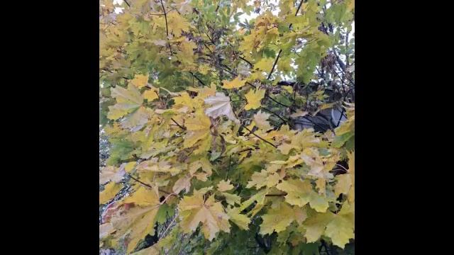 Золотой октябрь в Можайске.mp4