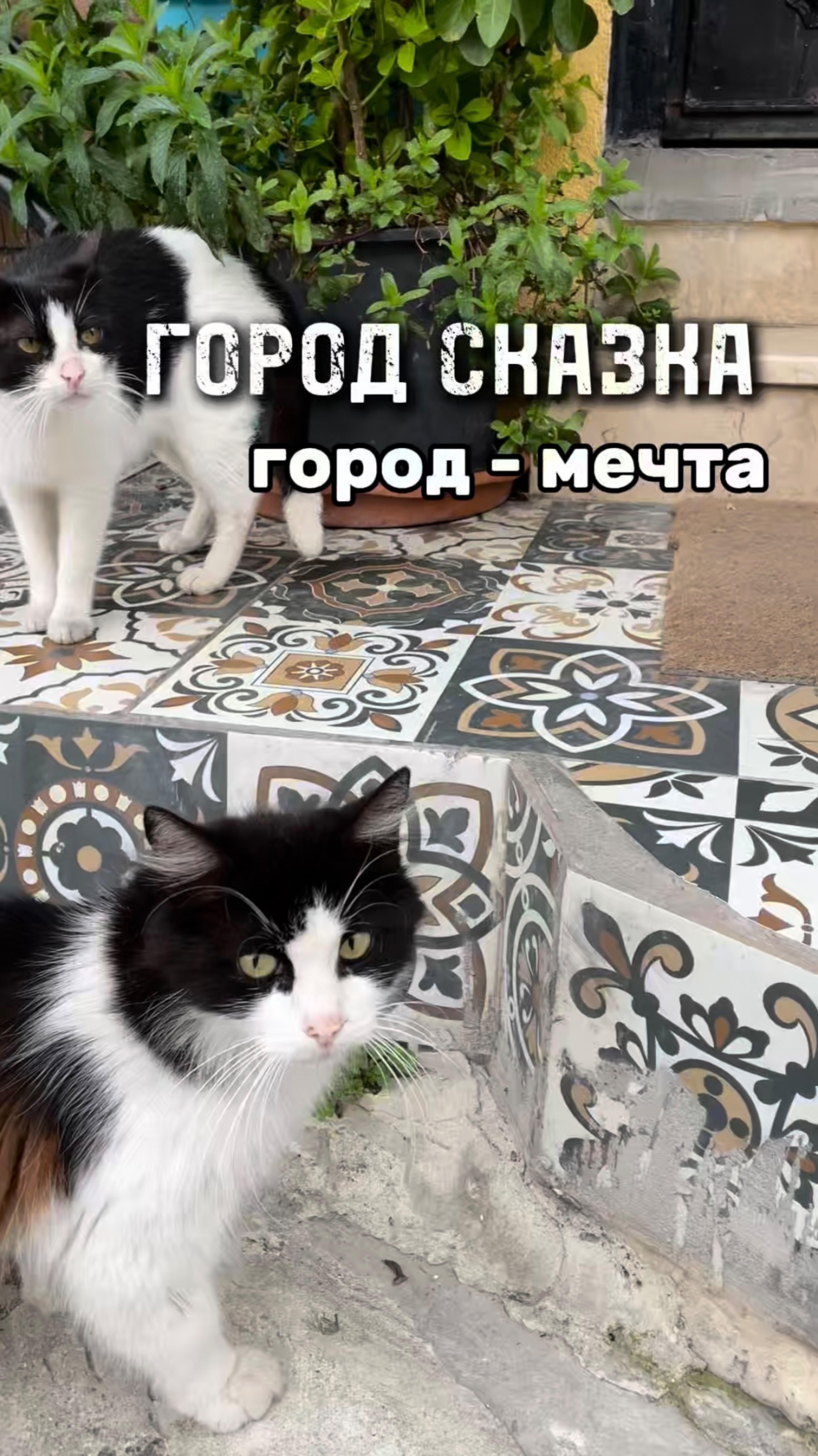 Сказка наяву