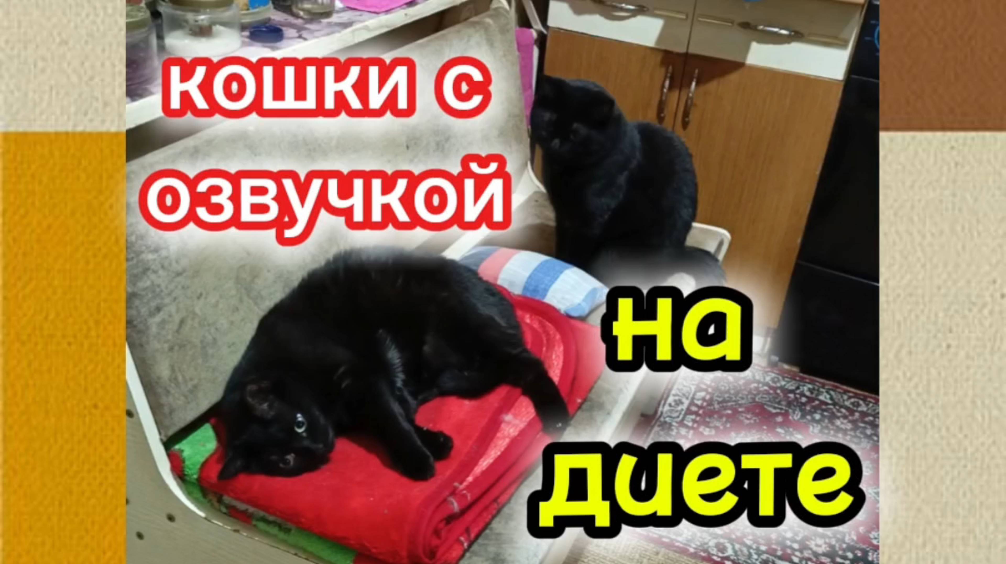 Кошки с озвучкой.
