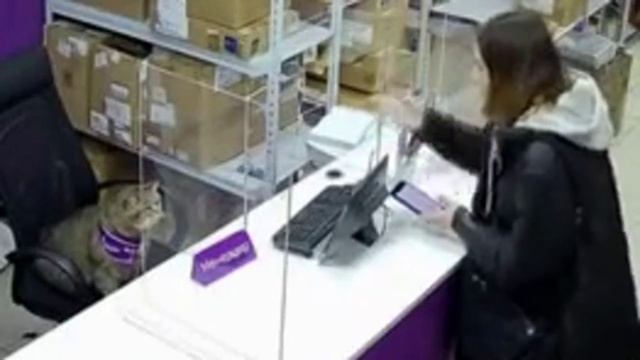 Скандал с котом в ПВЗ Wildberries