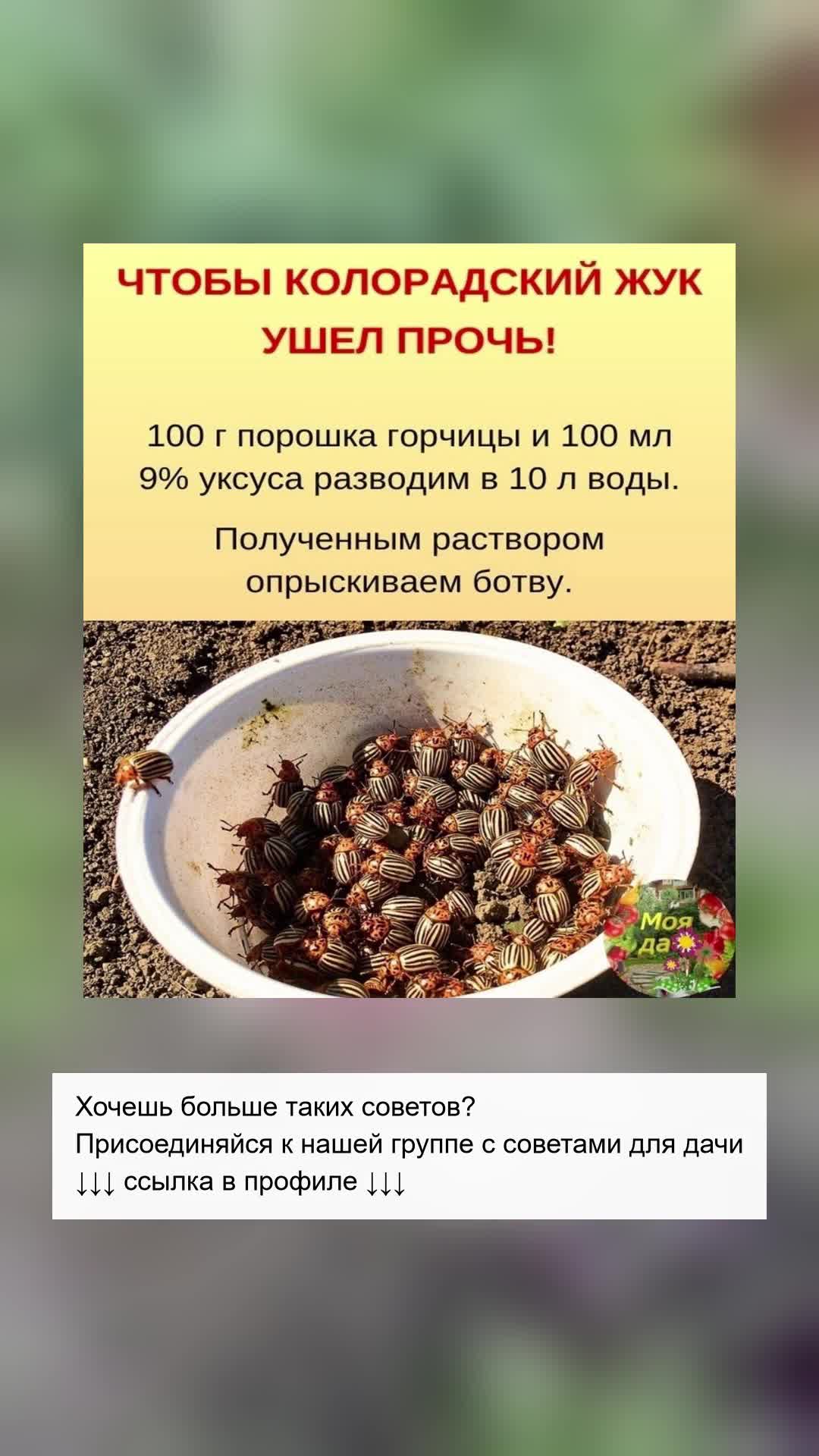 Эффективный способ избавиться от колорадского жука