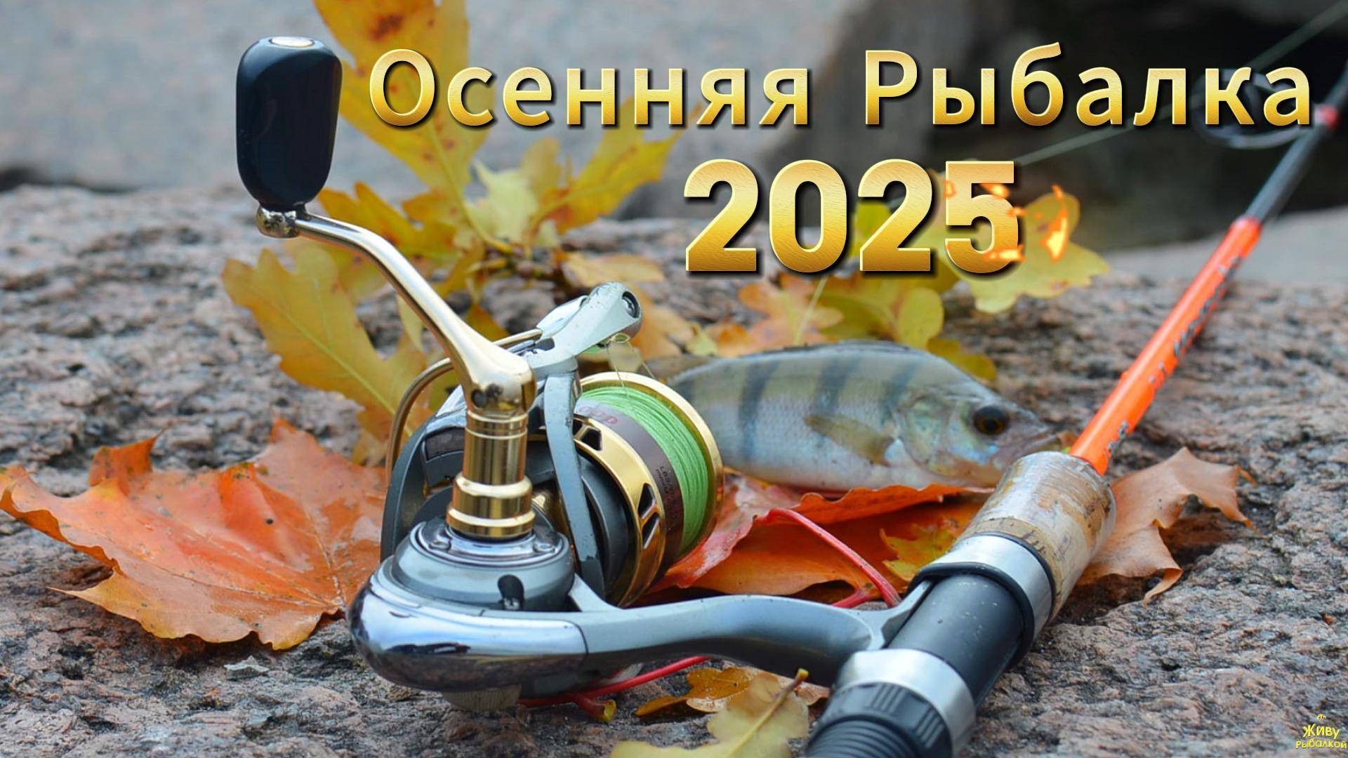 ОКТЯБРЬ ВТОРАЯ РЫБАЛКА ЗА ГОРОДОМ КЛЁВ ОКУНЯ НА ВСЕ ЦВЕТА И РАЗМЕРЫ ПРИМАНОК ЗА ГОРОДОМ ОСЕНЬ 2025
